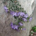 Campanula fragilis Flower