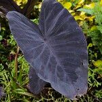 Colocasia esculenta 葉