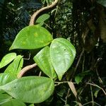 Schnella guianensis Агульны выгляд