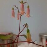 Kalanchoe manginii Цвят