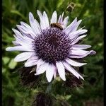 Berkheya purpurea Fleur
