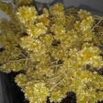 Achyrocline saturejoides Flor