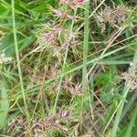 Poa bulbosa Flower