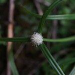 Cyperus mindorensis Flower