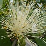 Pachira glabra Flower