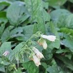 Symphytum grandiflorumFlower