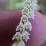 Bolusiella zenkeri Flower