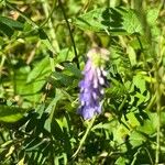 Vicia craccaFlower