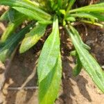 Gazania rigens var. uniflora x linearis Deilen