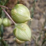 Linum lewisii പുഷ്പം