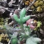 Jacobaea minuta Leaf