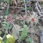 Trifolium stellatum Fleur