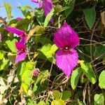 Dalechampia aristolochiifolia Blüte