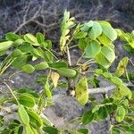 Dalbergia melanoxylon Лист