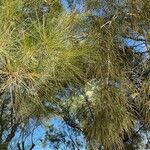 Casuarina equisetifolia Leaf