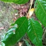 Vismia ramuliflora ഇല