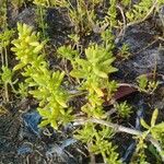 Batis maritima Leaf