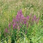 Lythrum salicaria Habitatea