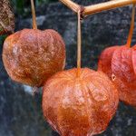 Physalis alkekengi Fruchs