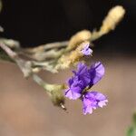 Dampiera purpurea ফুল