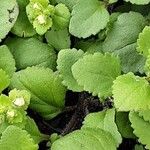 Bacopa repens Feuille