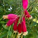 Dichelostemma ida-maiaŽiedas