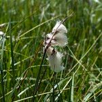 Eriophorum angustifoliumFlower