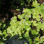 Hydrocotyle ranunculoides 整株植物