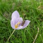 Crocus pulchellus 花