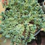 Sedum dasyphyllum Blad