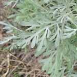 Artemisia thuscula Leaf