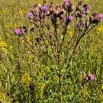 Cirsium arvenseফুল