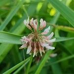Trifolium hybridum Blüte