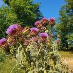 Cynara cardunculusBlüte