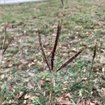 Dichanthium aristatum Flors