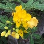 Senna pendula Кветка