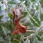 Acacia podalyriifolia Φρούτο