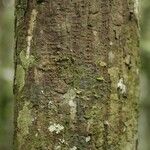 Pachira dolichocalyx Bark