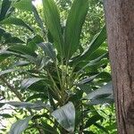 Cordyline manners-suttoniae Feuille