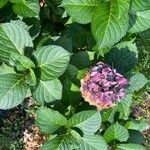 Hydrangea spp.Квітка