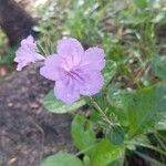 Ruellia geminiflora 花