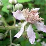 Rubus albionis