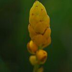 Senna alata Flower