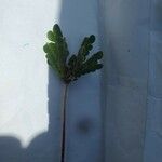 Biophytum umbraculum Hoja
