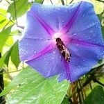 Ipomoea purpureaÕis