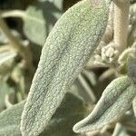 Phlomis purpurea Leaf