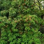 Cornus capitata Habitatea