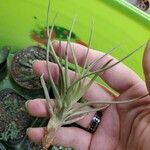 Tillandsia schiedeana 葉