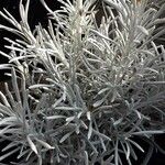 Helichrysum italicum Облик