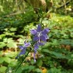 Campanula americanaফুল